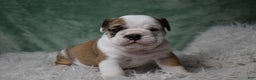 English Bulldog dogs for sale: Holly - Ad 3
