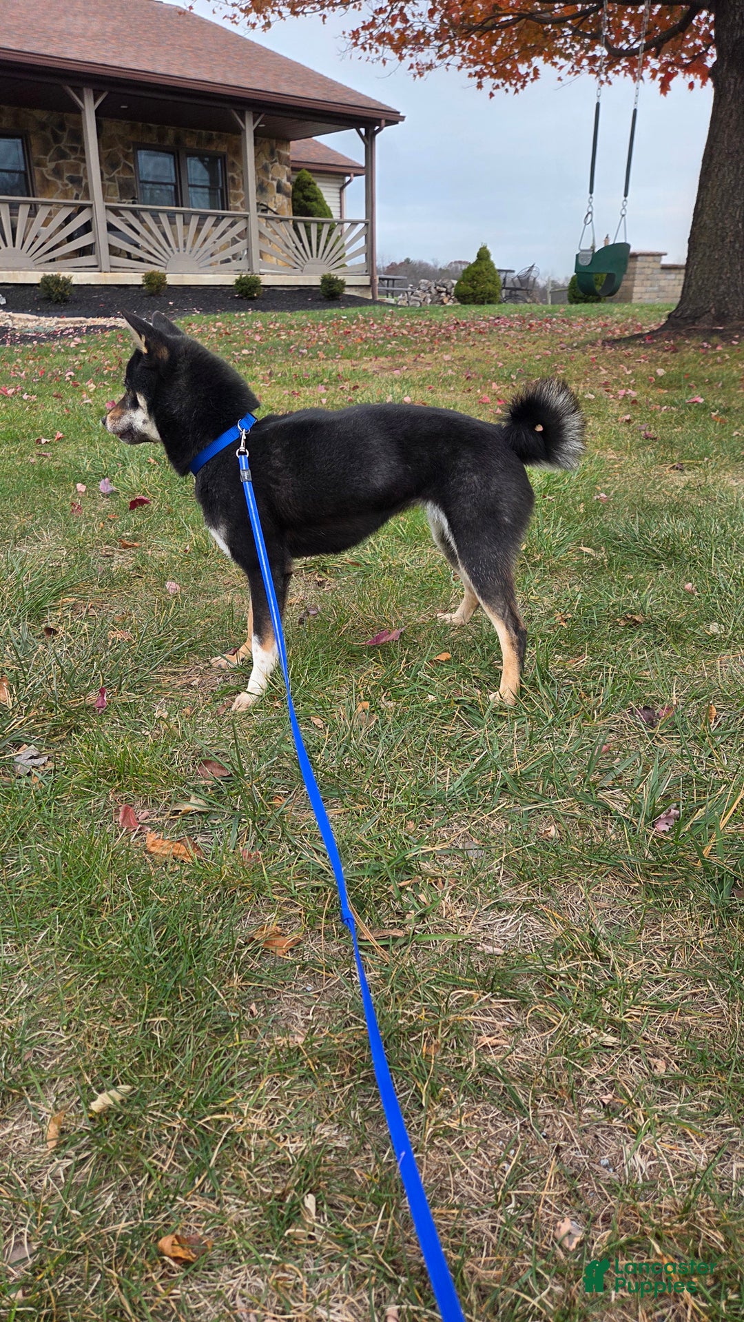 Shiba Inu dogs for sale: Shiba Inu Puppy 1 - Ad 4