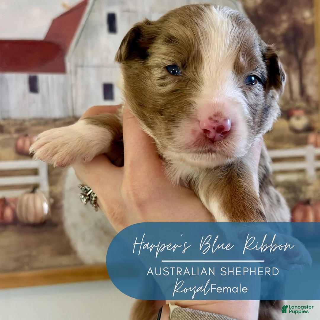 Australian Shepherd dogs for sale: Royal - Ad 1