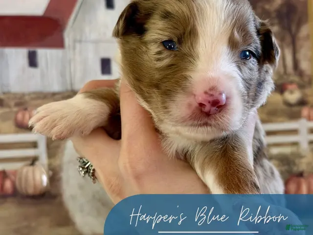 Australian Shepherd dogs for sale: Royal - Ad 37