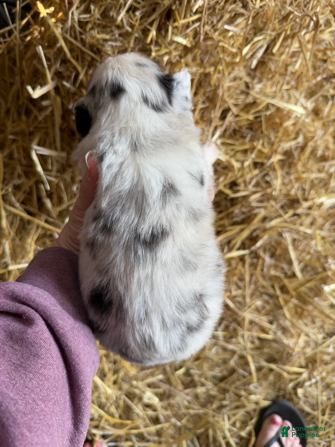 Australian Shepherd dogs for sale: Australian Shepherd Puppy 3 - Ad 2