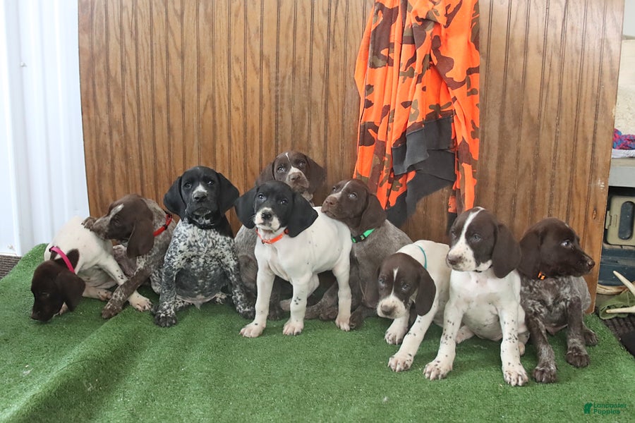 German Shorthaired Pointer dogs Tanisha - Ad 2