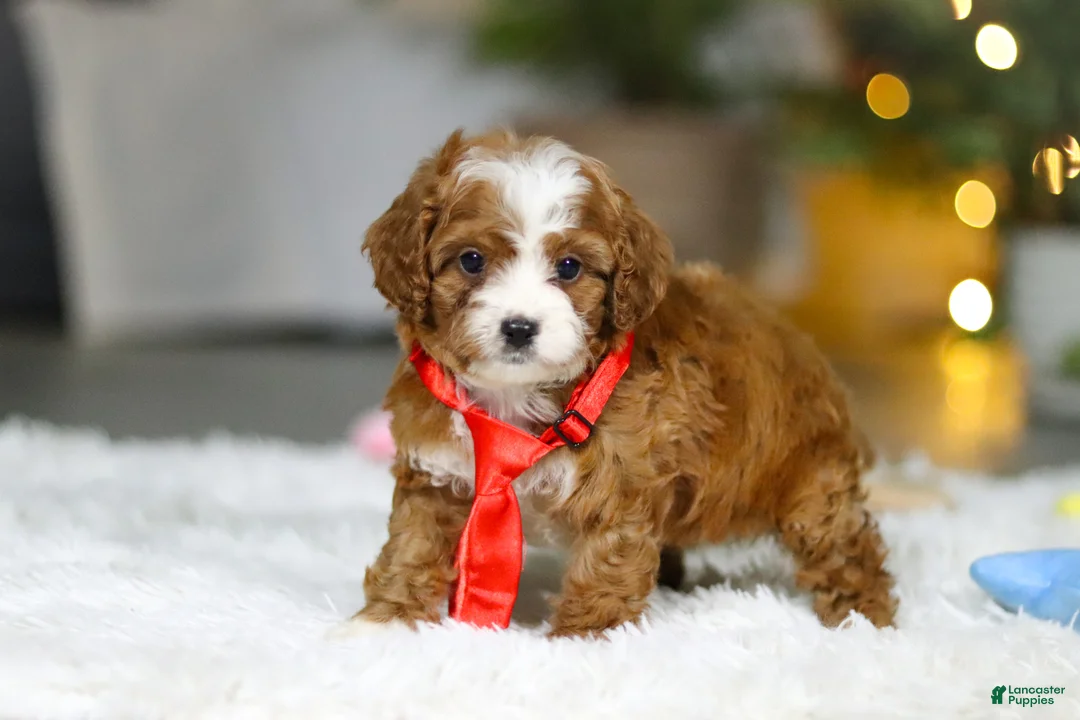 Cavapoo dogs for sale: Sammy - Ad 1