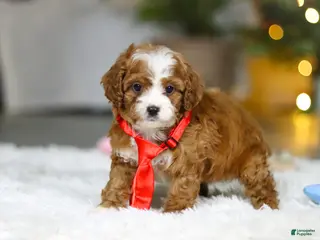 Cavapoo dogs Sammy - Ad 12