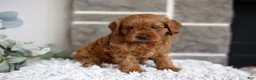 Cavapoo dogs for sale: Solly  - Ad 6