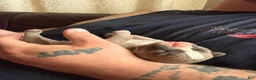 American Bully dogs for sale: American Bully Male - Ad 4