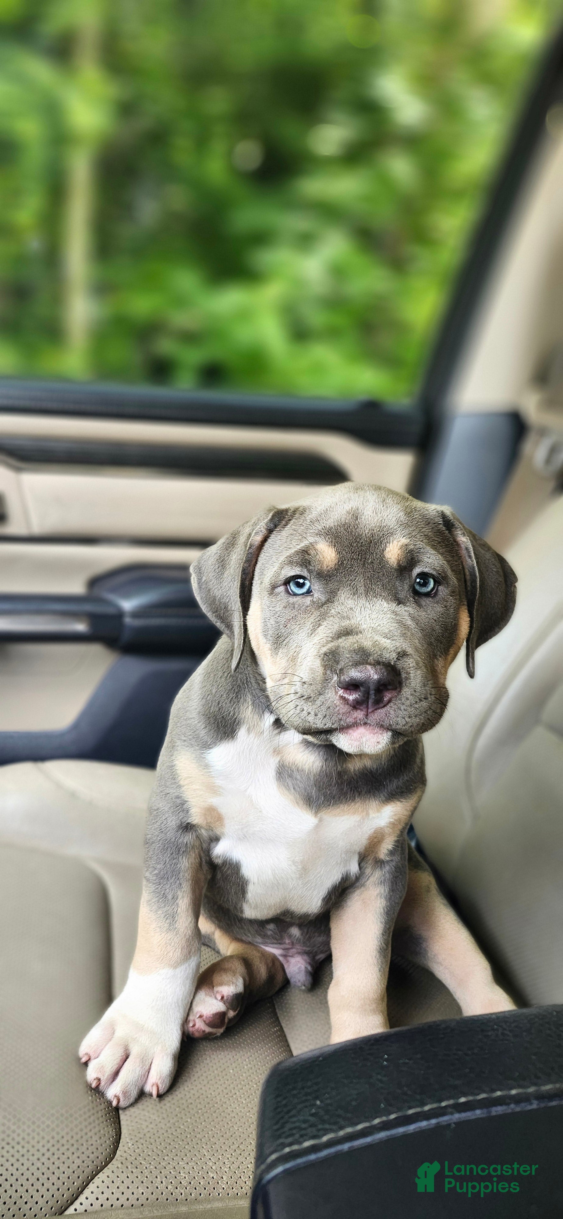 American Bully dogs Nibbles - Ad 34