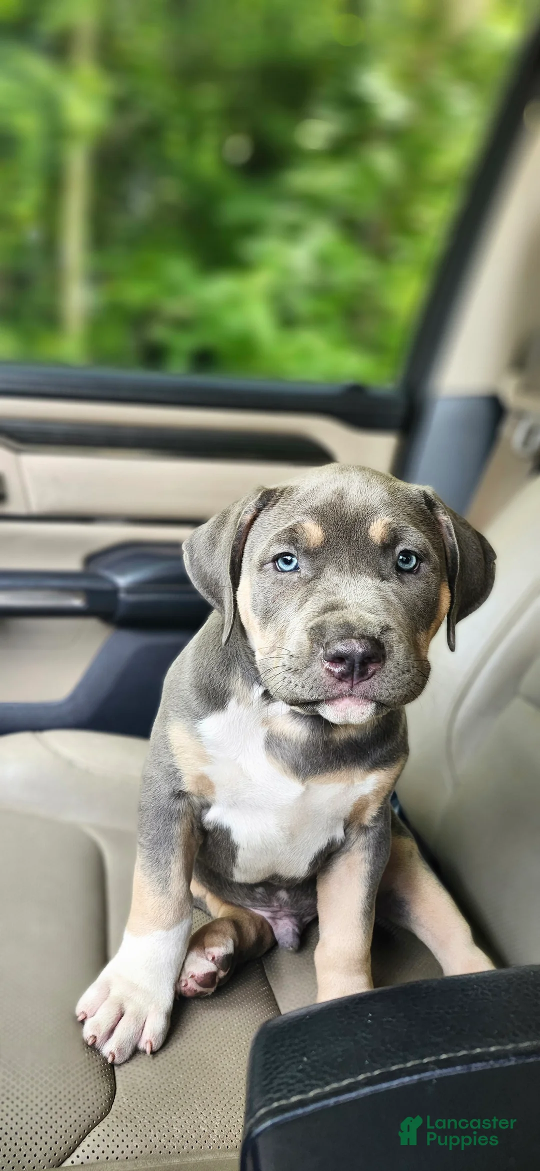 American Bully dogs for sale: Nibbles - Ad 1