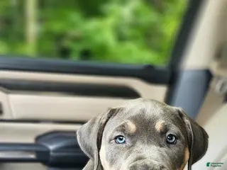 American Bully dogs Nibbles - Ad 34