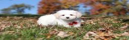 Maltese dogs for sale: Colby - Ad 6