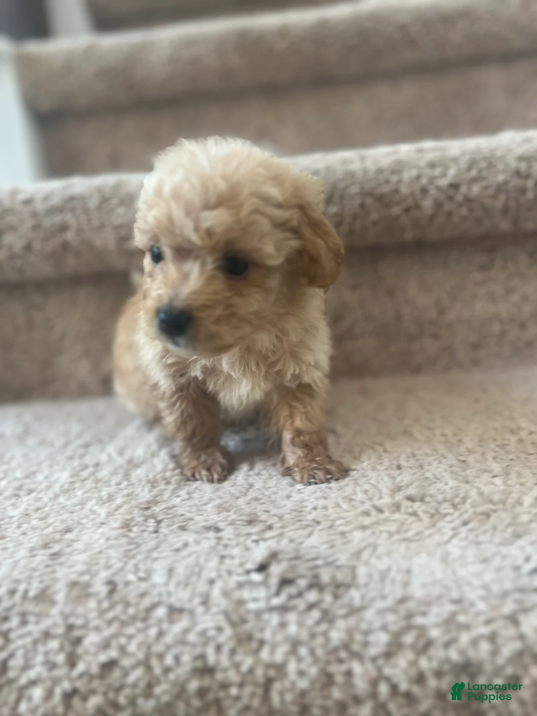 Maltipoo dogs for sale: Briana - Ad 12