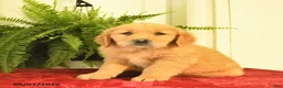 Golden Retriever dogs for sale: Windsor  - Ad 2