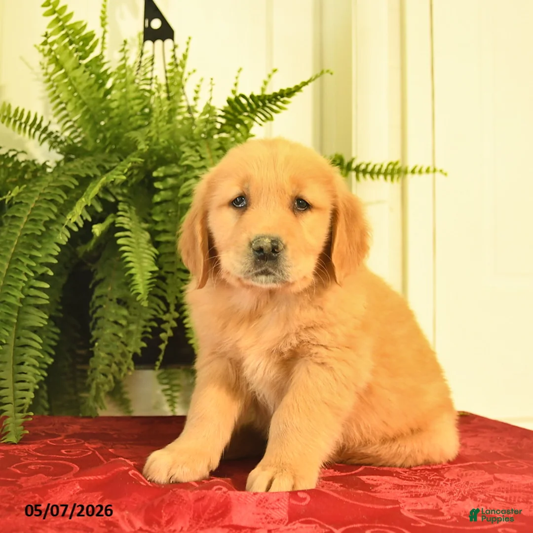 Golden Retriever dogs for sale: Windsor  - Ad 2