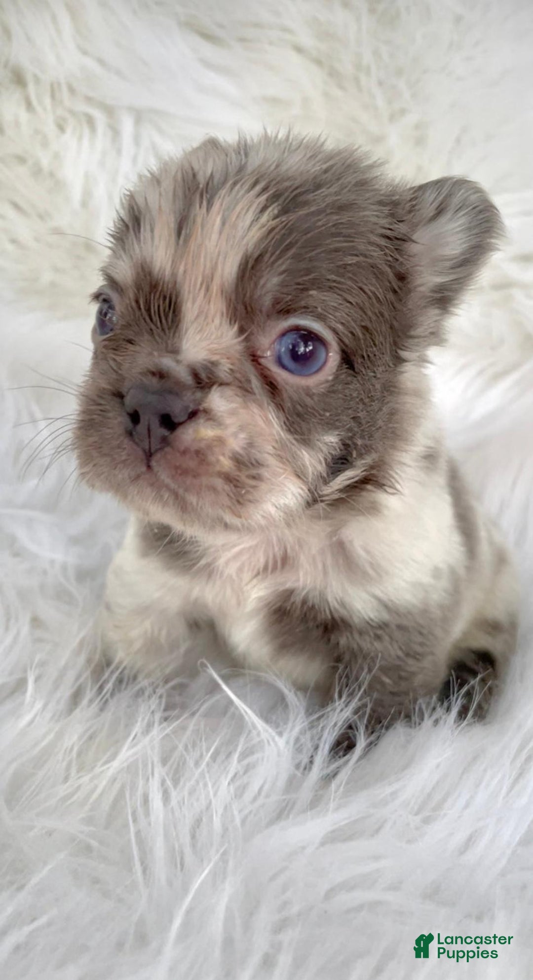 French Bulldog dogs for sale: Mini Fluffy French Bulldog Puppy 1 - Ad 3