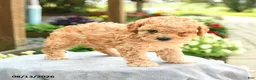 Toy Poodle dogs for sale: Alexis - Ad 3