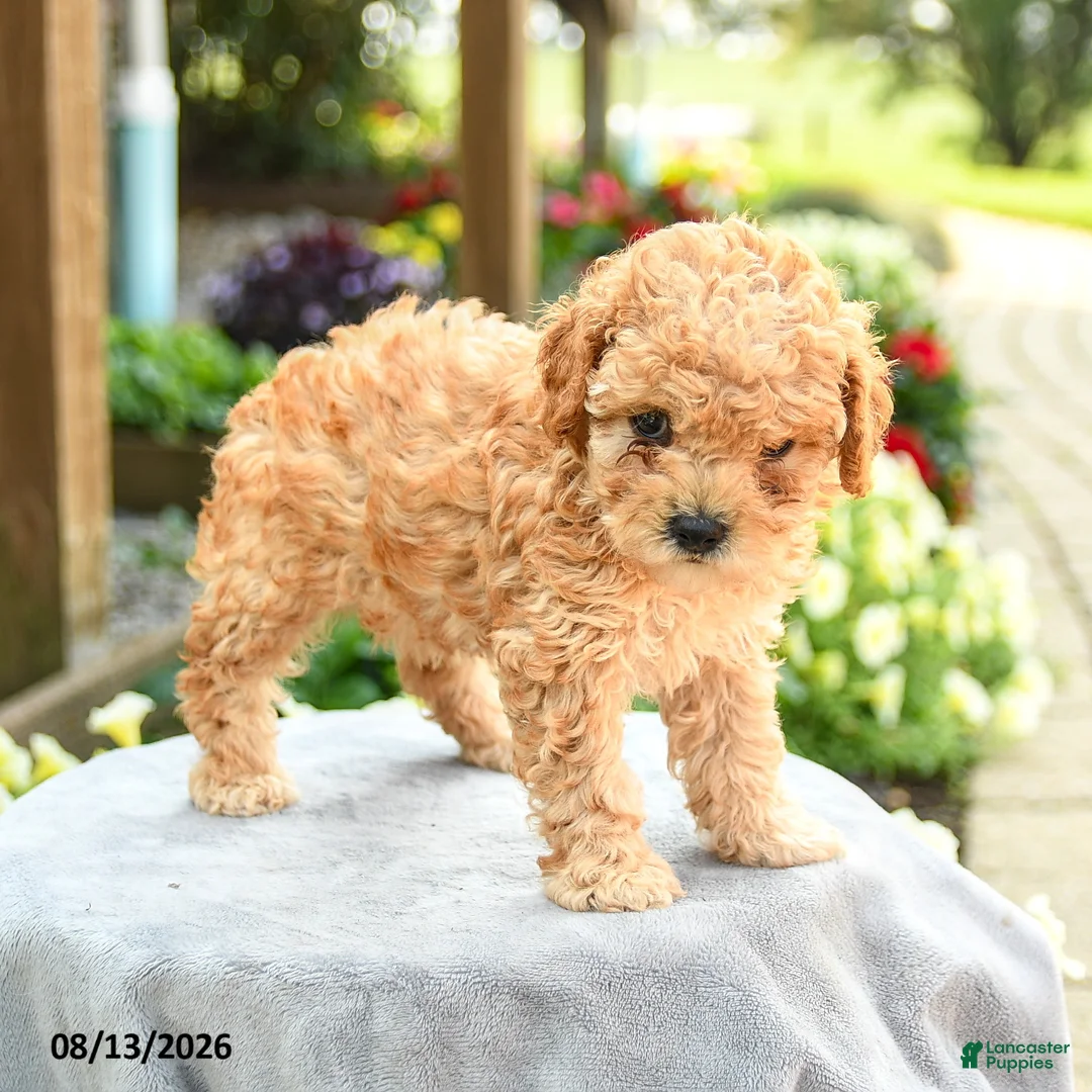 Toy Poodle dogs for sale: Alexis - Ad 3