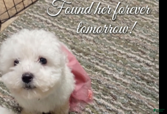 Bichon Frise dogs Bichon Frise Puppy 2 - Ad 8