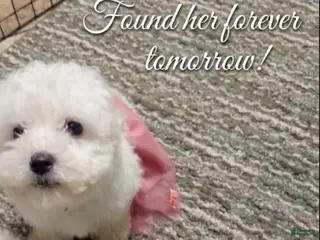 Bichon Frise dogs Bichon Frise Puppy 2 - Ad 8