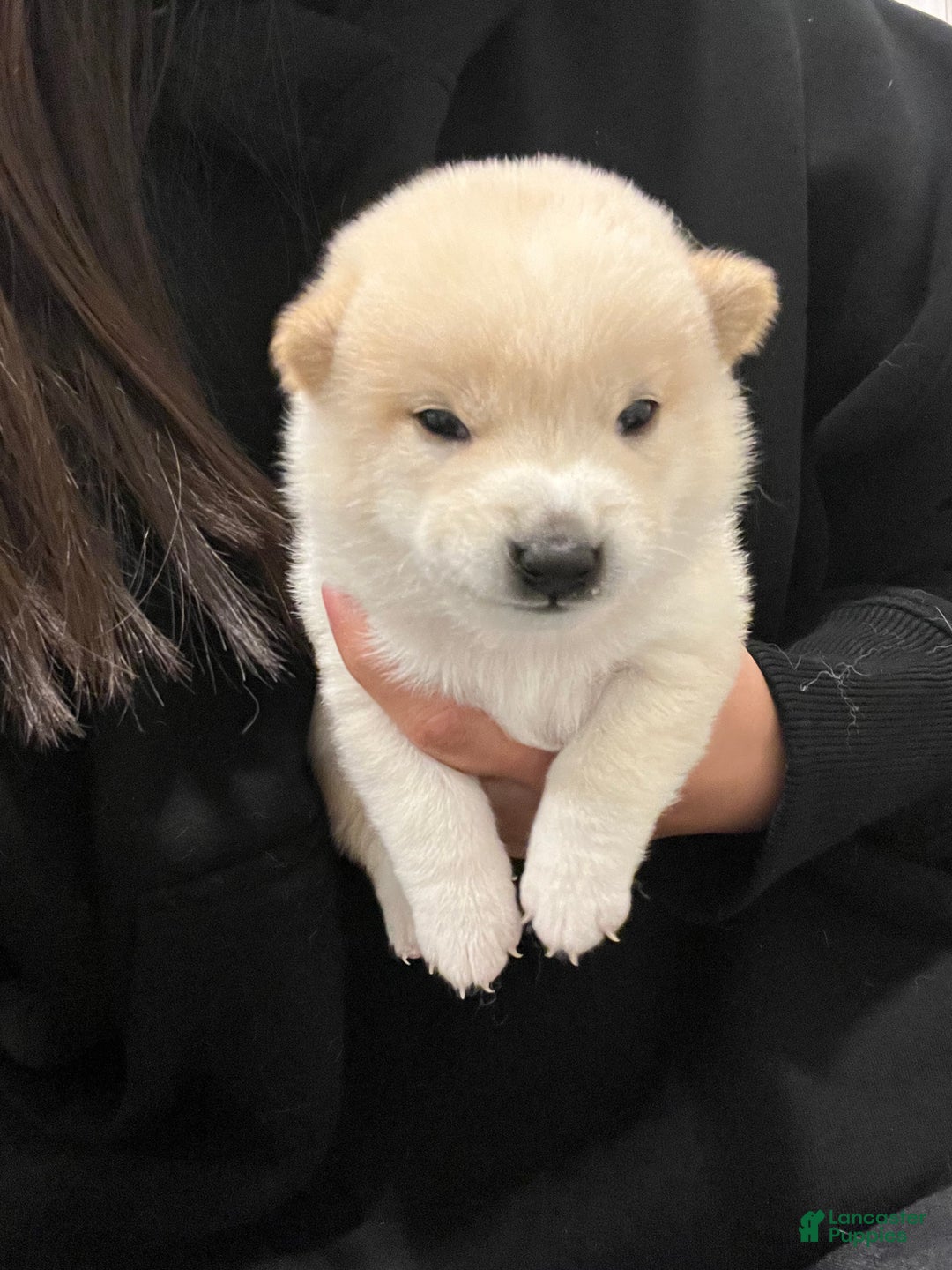Shiba Inu dogs for sale: Shiba Inu Puppy 3 - Ad 3