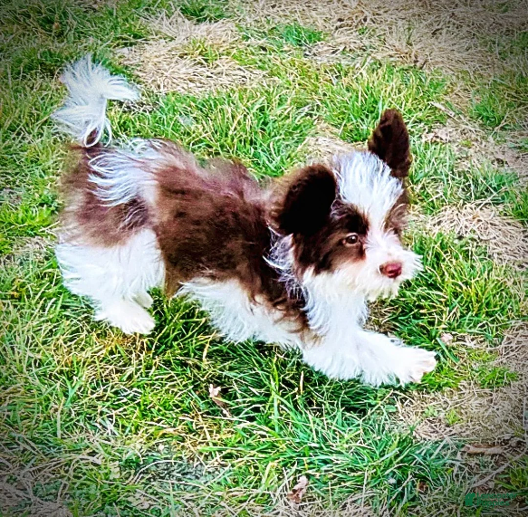 Havapoo dogs for sale: Simon - Ad 24