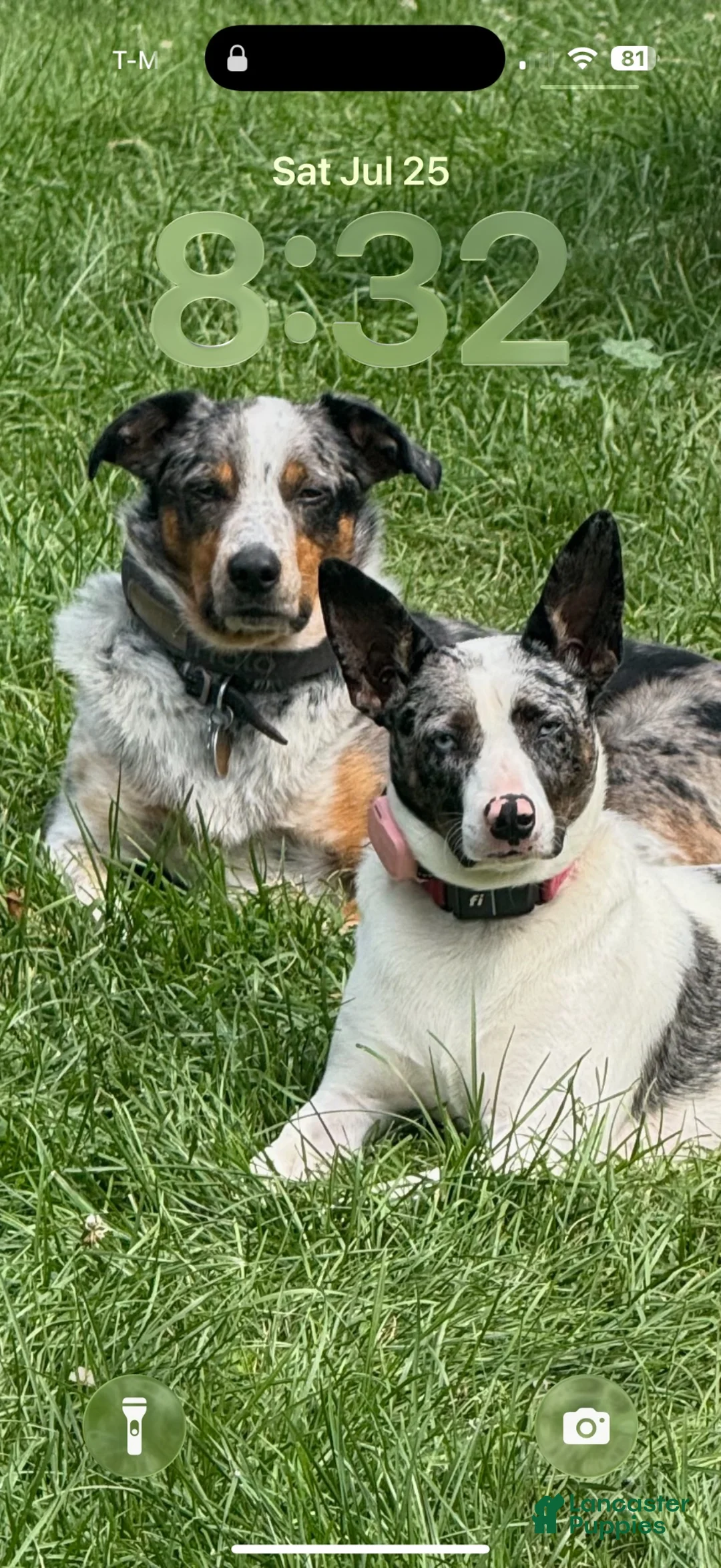Australian Cattle Dog dogs for sale: Jasper - Ad 4