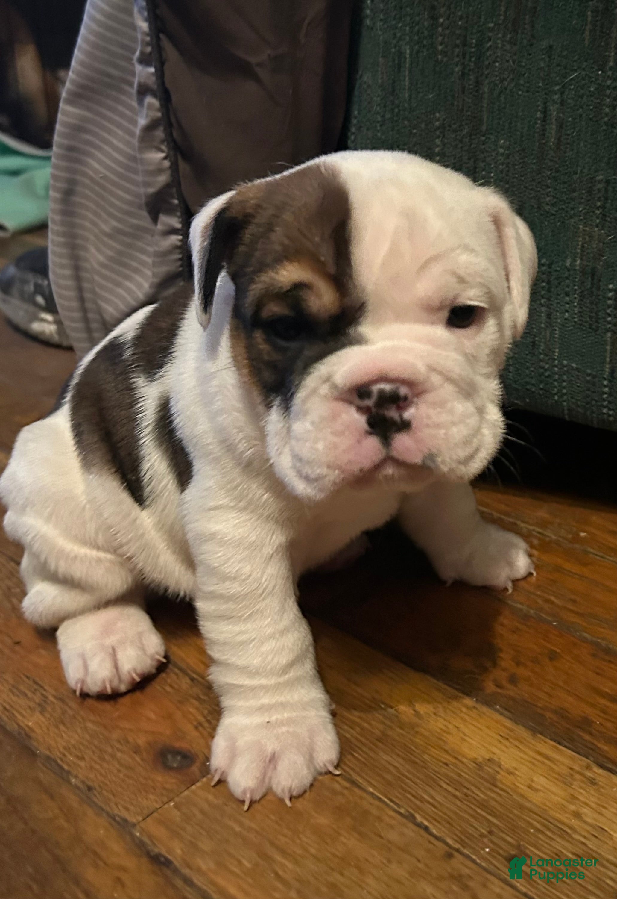 English Bulldog dogs Polka dot - Ad 29