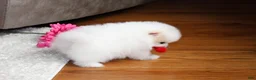 Pomeranian dogs for sale: Teacup Pamela - Ad 9