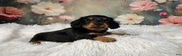 Miniature Dachshund dogs for sale: AKC-Murphy - Ad 4
