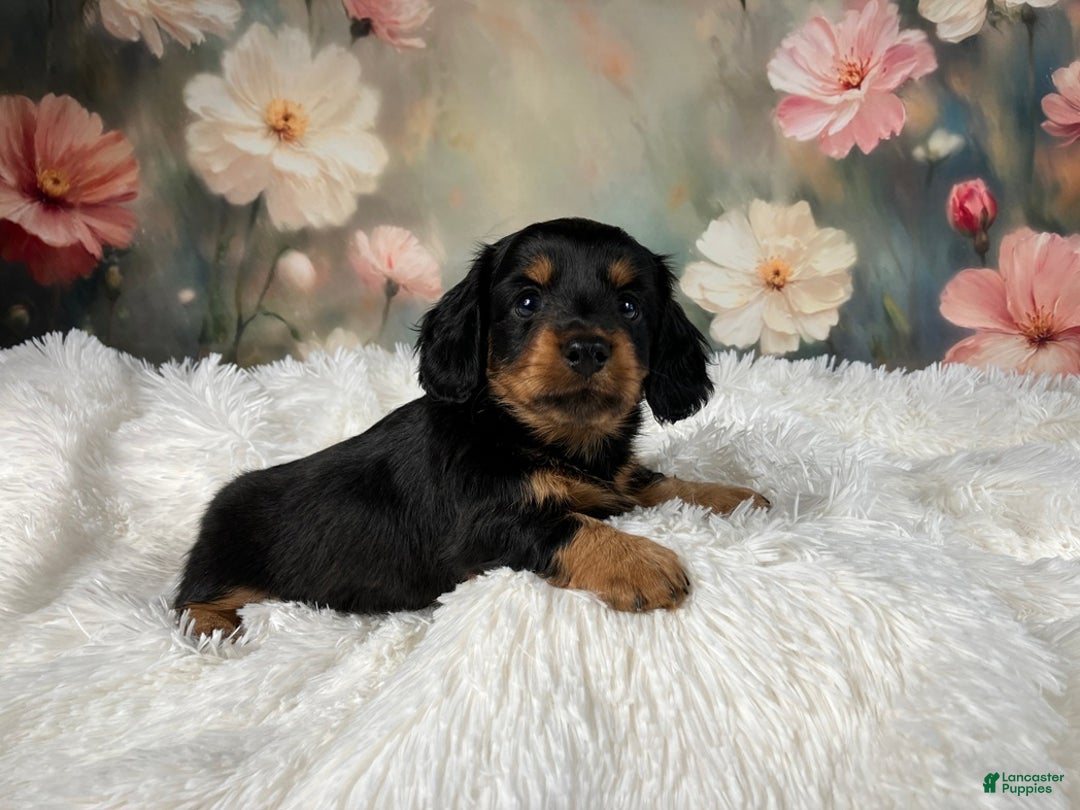Miniature Dachshund dogs for sale: AKC-Murphy - Ad 4