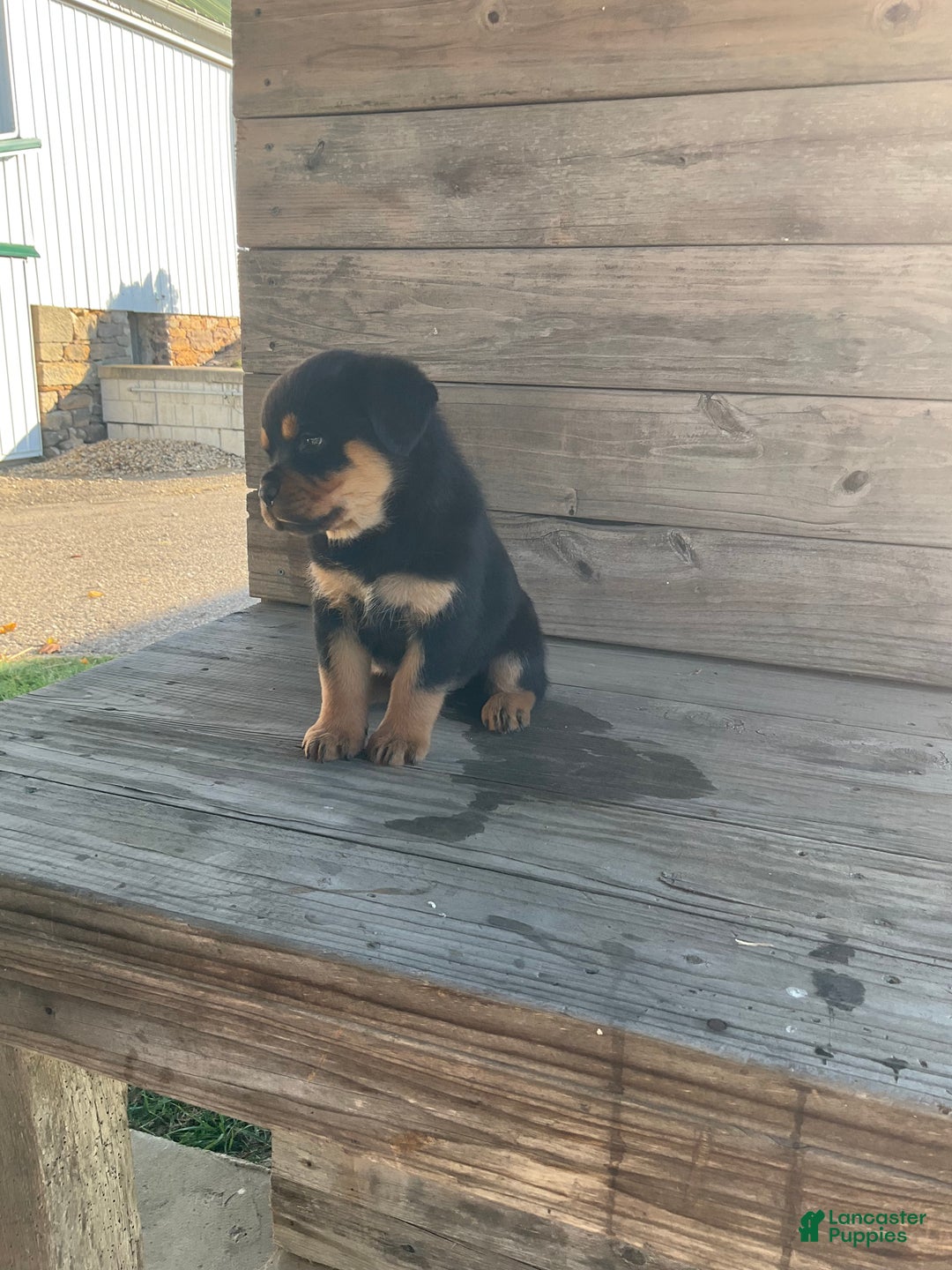 Rottweiler dogs for sale: Chloe  - Ad 7