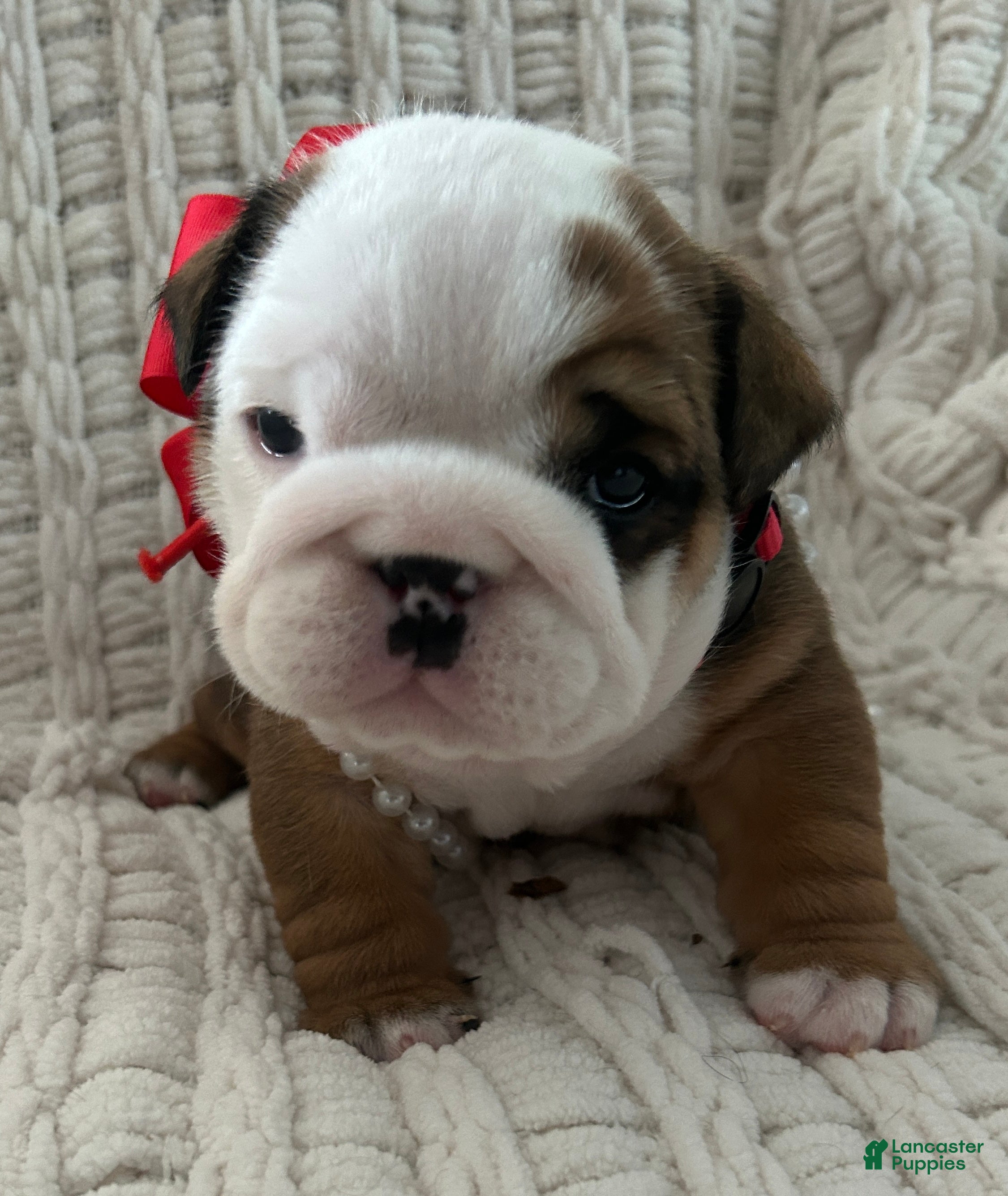 English Bulldog dogs English Bulldog Female - Ad 16
