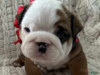 English Bulldog dogs English Bulldog Female - Ad 12