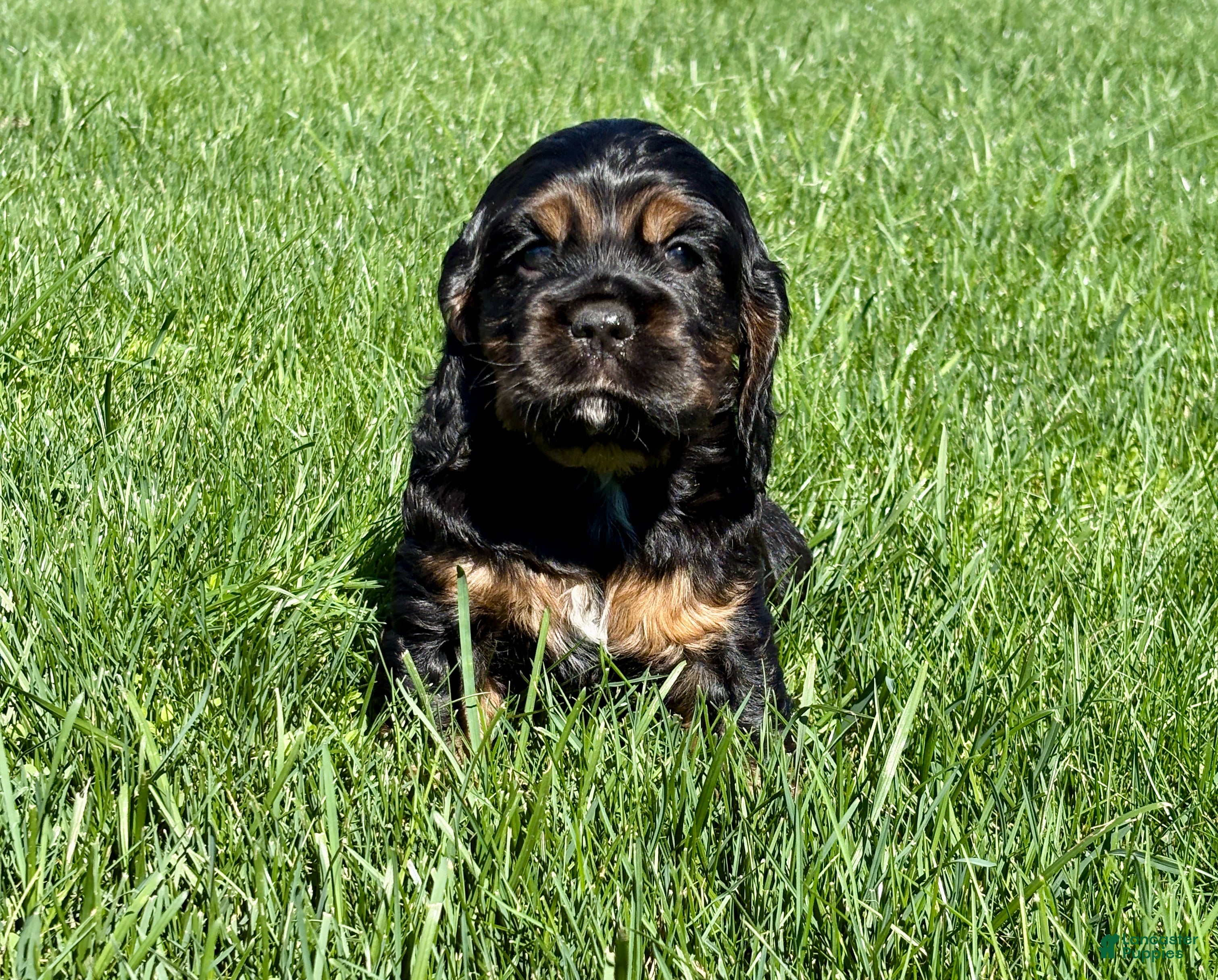 Cocker Spaniel dogs Hazel - Ad 1