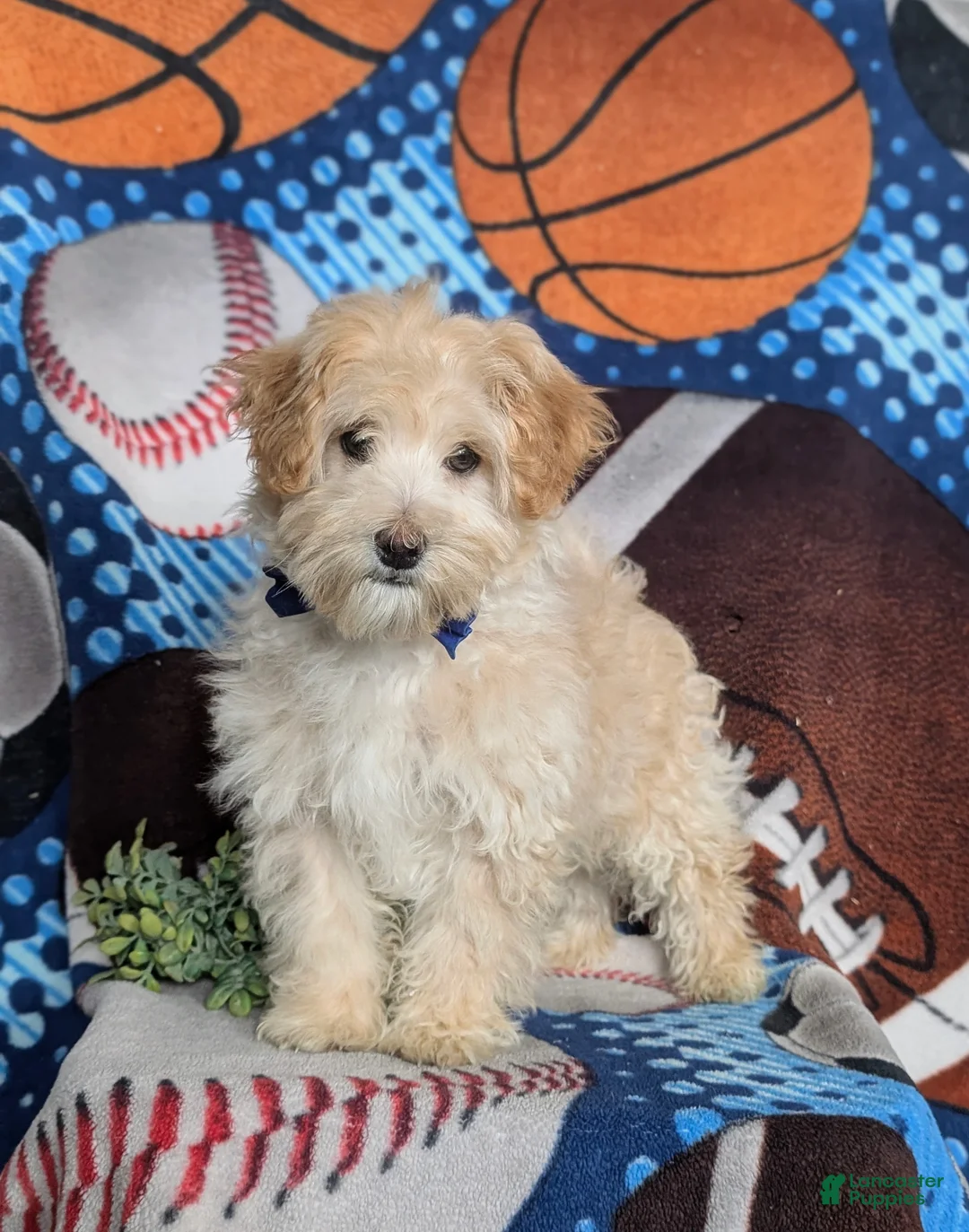 Maltipoo dogs for sale: Corbett - Ad 2