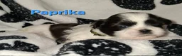 Shih Tzu dogs for sale: Paprika  - Ad 1