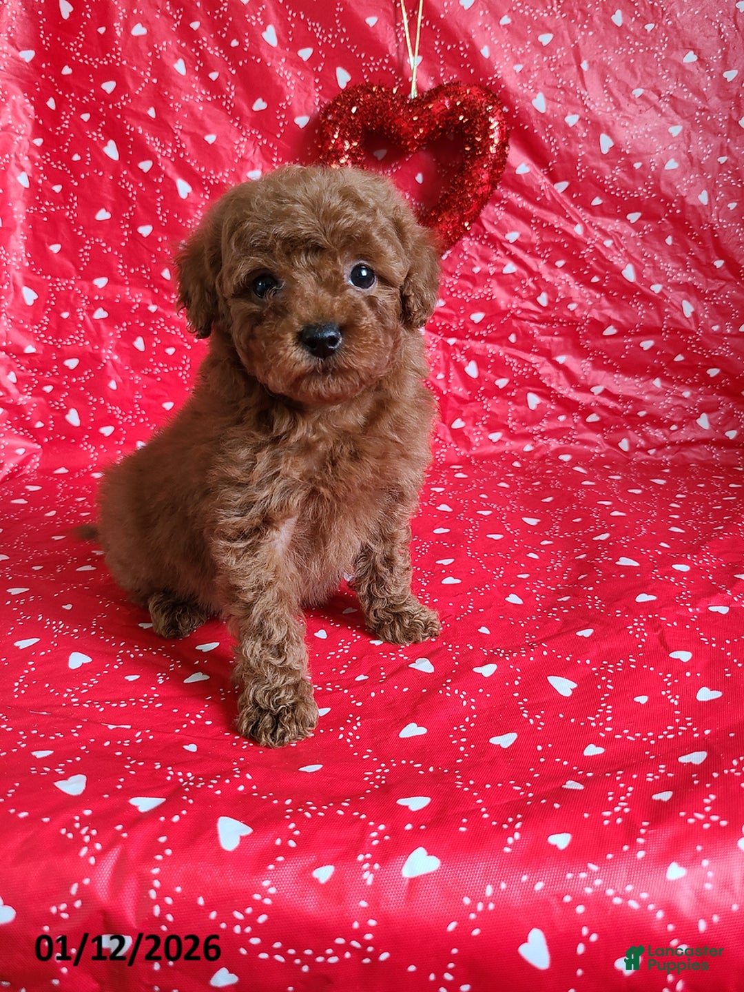 Bichpoo dogs for sale: Donnie - Ad 2