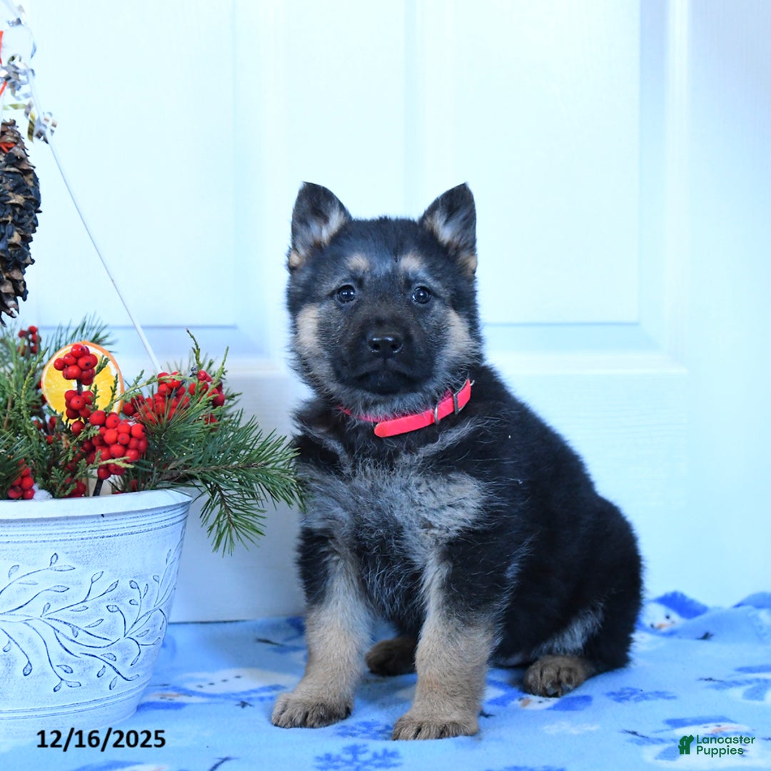 German Shepherd dogs for sale: Gloria - Ad 2