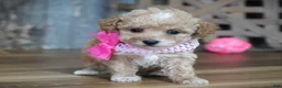 Maltipoo dogs for sale: Alice - Ad 5