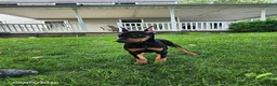 Doberman Pinscher dogs for sale: Koda - Ad 7