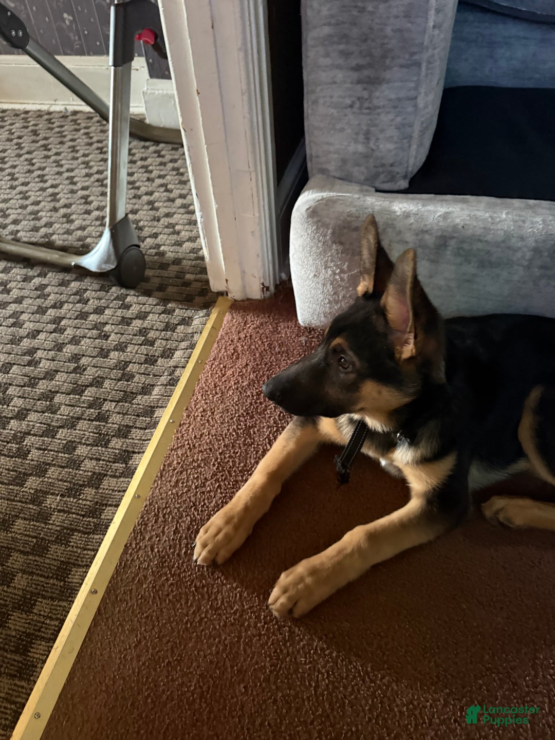 German Shepherd dogs for sale: German Shepherd puppy  - Ad 5