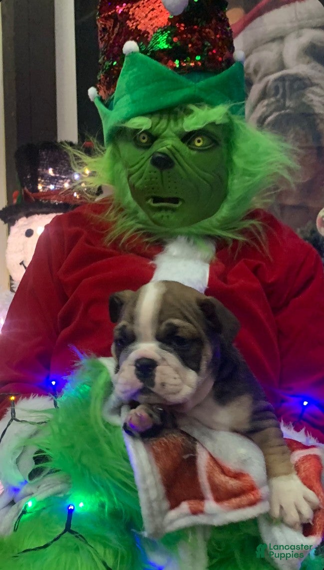 English Bulldog dogs Toffee - Ad 40