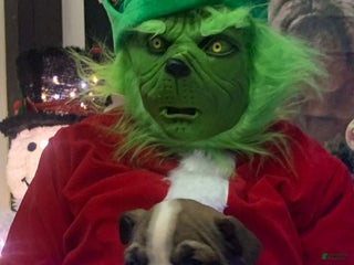 English Bulldog dogs Toffee - Ad 40