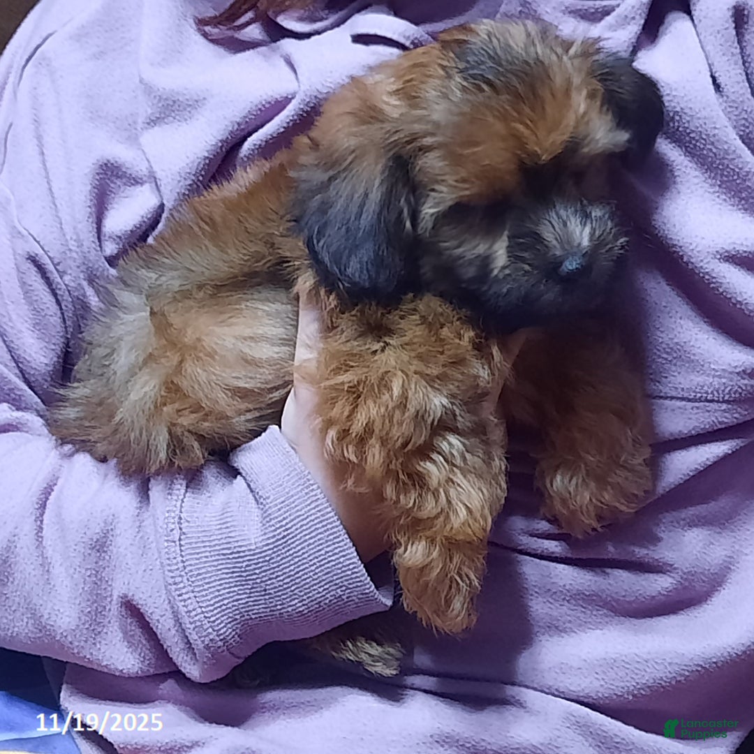 Yorkiepoo dogs for sale: Leo - Ad 2