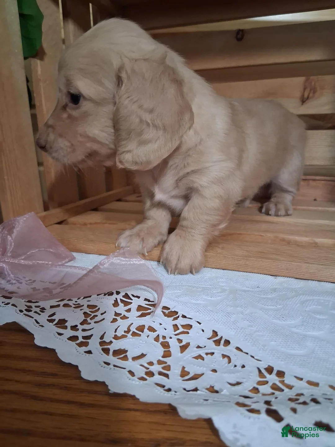 Dachshund dogs for sale: Millie - Ad 2