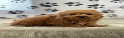 Goldendoodle dogs for sale: Fiona - Ad 3
