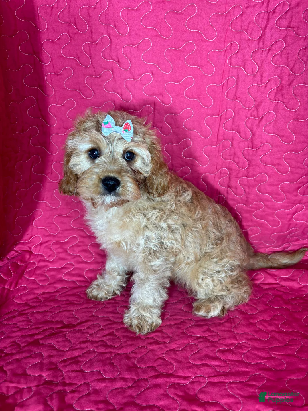Cavapoo dogs for sale: Monica - Ad 2