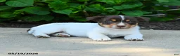 Jack Russell Terrier dogs for sale: Bernard - Ad 2