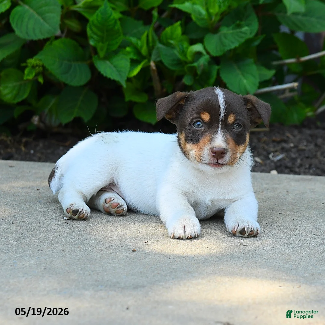 Jack Russell Terrier dogs for sale: Bernard - Ad 2