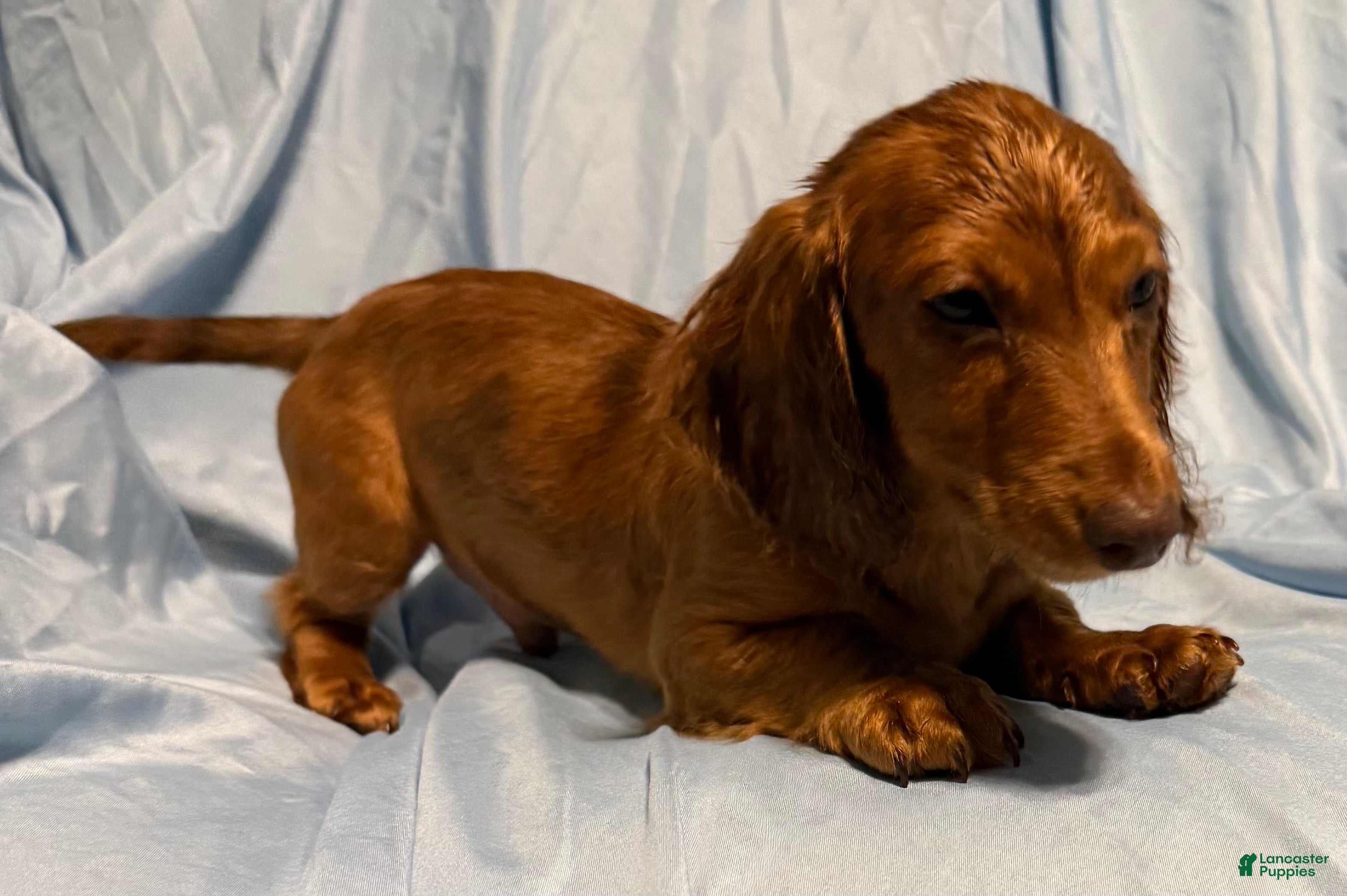 Miniature Dachshund dogs Sunny - Ad 23