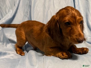 Miniature Dachshund dogs Sunny - Ad 35